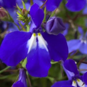 Meet your Posher, Catherine